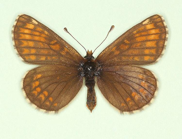 Melitaea athalia female (aberrant form tectensis) (Internet Image property of respective owner, non-commercial use only)